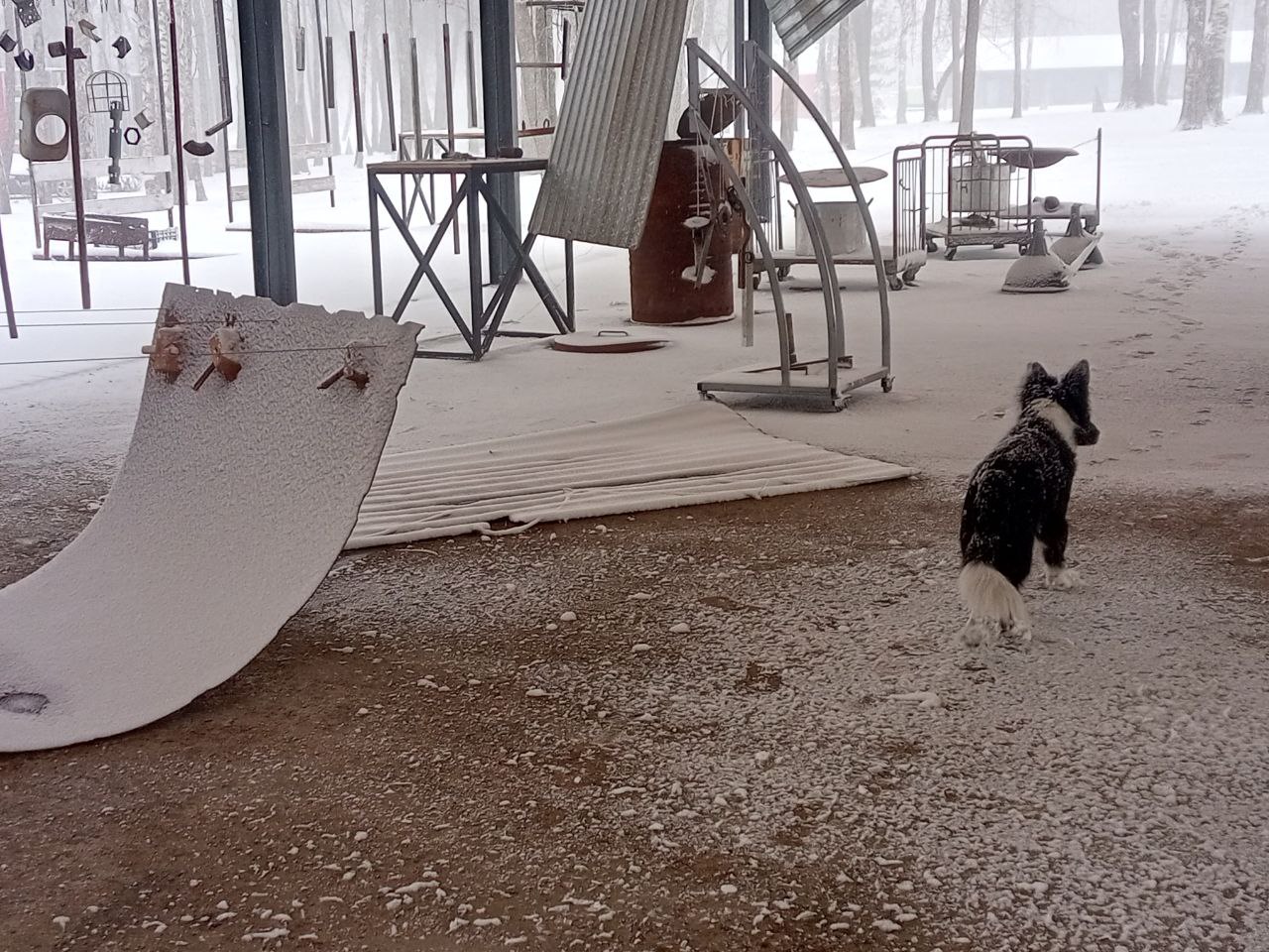 «Белые Аллеи» 